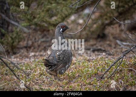 Gesteinsschneehuhn in wilder, natürlicher Umgebung während der Frühjahrszeit im Norden Kanadas mit Ganzkörperexposition. Stockfoto