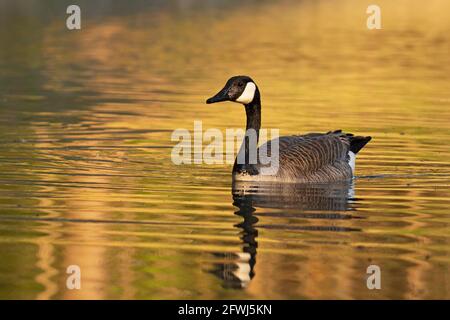 Kanadagans im Frühling; (Branta canadensis) Stockfoto