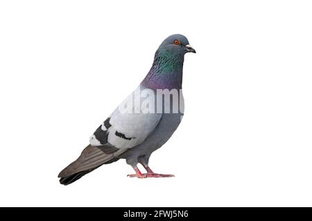 Feral Pigeon, Felstaube ausgeschnitten, auf weißem Hintergrund (Columba livia domestica), Stadttaube Stockfoto