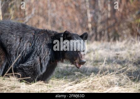 Schwarzbär aus Kanada in freier Wildbahn im Frühling gesehen Stockfoto