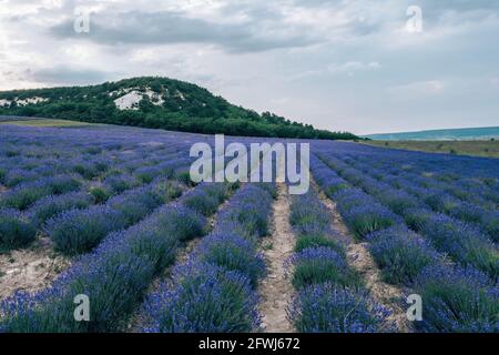 Lavendelblüten duftende Felder in endlosen Reihen. Selektiver Fokus auf Sträucher von Lavendel lila aromatischen Blüten auf Lavendel Feld. Zusammenfassung Stockfoto