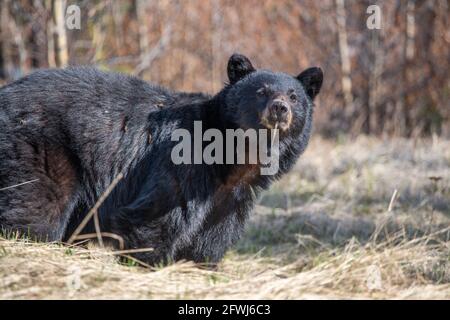 Schwarzbär, der im Frühling in wilder Umgebung im Freien gesehen wird und direkt in die Kamera blickt. Nettes Gesicht und Ohren zeigen mit trockener Landschaft surrou Stockfoto