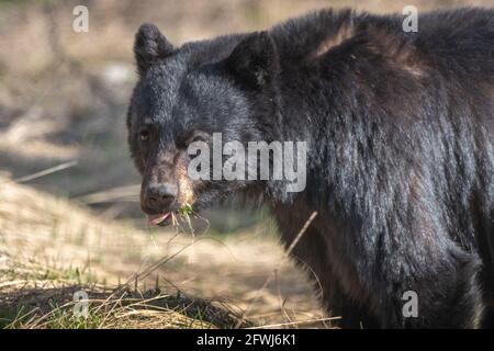 Nahaufnahme eines Schwarzbären, der in freier Wildbahn Gras isst, grün im Mund mit Zunge, Zähne zeigen. Unscharfer brauner Hintergrund. Stockfoto