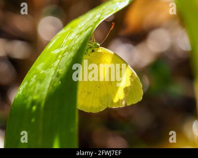 Zitronen-Migrantenschmetterling auf einem nassgrünen Orchideenblatt, verwischter Hintergrund im Stil von Brown Bokeh Coffs Harbour, NSW Australien, im Küstengarten Stockfoto