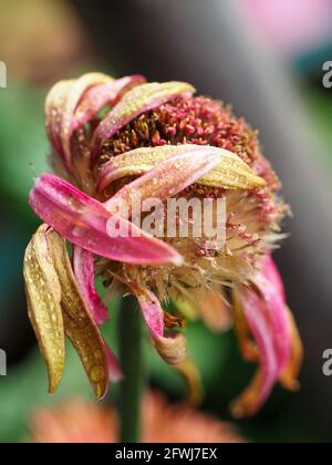 Makro einer Gerbera Blume, getrocknet und geschrumpft, aber immer noch schön sterbend, zum Samen gegangen, ziemlich grün und grau bunt verschwommen Hintergrund Garten Stockfoto