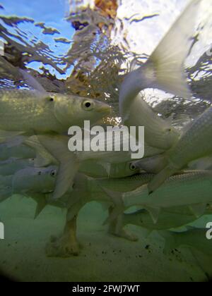 Fischfütterung am Ned's Beach, Lord Howe Island, NSW, Australien. Kein MR oder PR Stockfoto