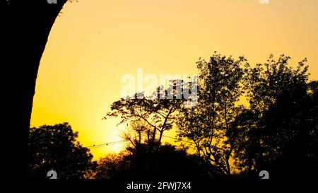 Baum wurde vor einer untergehenden Sonne silhouettiert.Dunkler Baum auf offenem Feld dramatischer Sonnenuntergang. Stockfoto