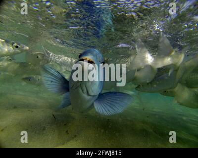 Blaufisch, Fischfütterung am Ned's Beach, Lord Howe Island, NSW, Australien. Kein MR oder PR Stockfoto