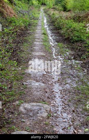 Old Tramway, Forest of Dean Bergbau und Abbau. Bixslade Geologie Spaziergang. Stockfoto