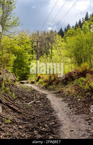 Old Tramway, Forest of Dean Bergbau und Abbau. Bixslade Geologie Spaziergang. Stockfoto