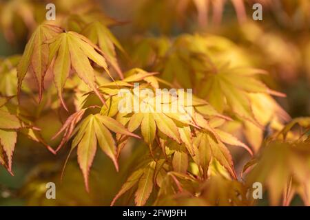 Nahaufnahme von Acer Palmatum Orange Dream Leaves im Frühjahr, Großbritannien Stockfoto