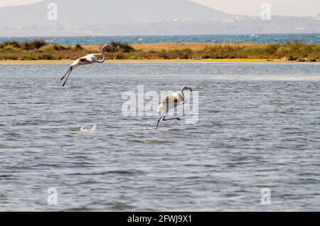 Größere Flamingo nehmen aus dem See Stockfoto