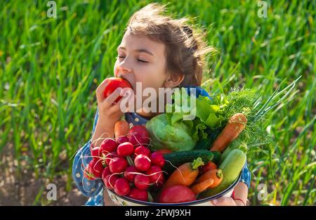 Das Kind hält viel Gemüse aus dem Garten in den Händen. Selektiver Fokus. Essen. Stockfoto