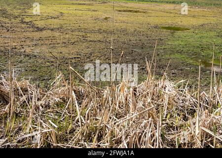 Verdorrtes Schilf am Ufer eines entwässerten Teiches Stockfoto