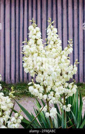 Yucca filamentosa - Pflanze aus dem Südosten der Vereinigten Staaten. Gewöhnliche Namen: Adams Nadel, Bajonett, Bärengras, Nadelpalme, Seidengras, Und sp Stockfoto