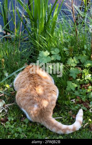 Ingwer-Katze sitzt im Gras zwischen dem Unkraut und den Irisblättern mit dem Kopf nach unten am Wasserrand und trinkt Wasser aus dem Teich. Vertikales Bild Stockfoto