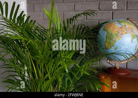 Areca Palme und Globus Stockfoto