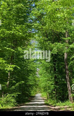 Waldstraße mit hohen Bäumen umgeben verschwinden unter den Bäumen, hellen sonnigen Tag Stockfoto