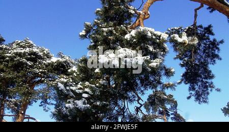 Schöner weißer Schnee auf Kiefernzweigen in Kotka Finnland Stockfoto