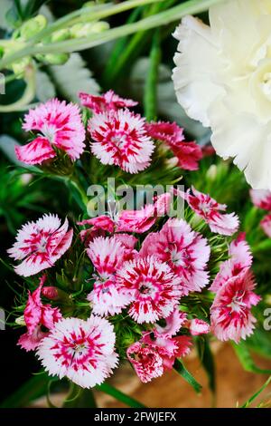 Eine beliebte duftende zweijährige Gartenpflanze, Sweet William oder Dianthus barbatus. Gartenhobby Stockfoto