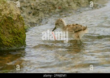 Pied Stilt Küken Jagd nach Würmern in Küstenfelsen und Streamen Stockfoto