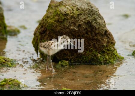 Pied Stilt Küken Jagd nach Würmern in Küstenfelsen und Streamen Stockfoto