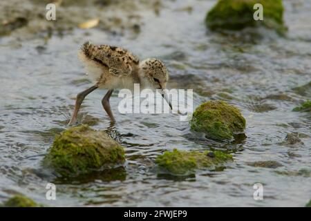 Pied Stilt Küken Jagd nach Würmern in Küstenfelsen und Streamen Stockfoto