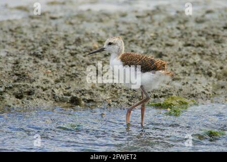 Pied Stilt Küken Jagd nach Würmern in Küstenfelsen und Streamen Stockfoto