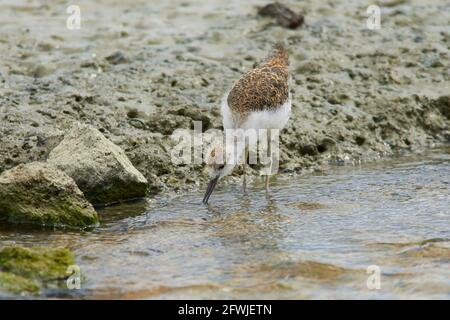 Pied Stilt Küken Jagd nach Würmern in Küstenfelsen und Streamen Stockfoto