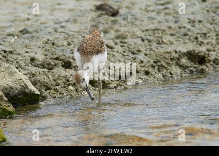 Pied Stilt Küken Jagd nach Würmern in Küstenfelsen und Streamen Stockfoto