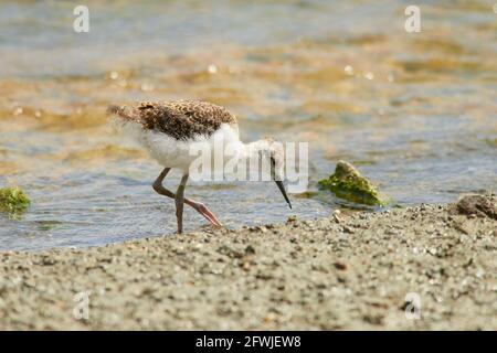 Pied Stilt Küken Jagd nach Würmern in Küstenfelsen und Streamen Stockfoto