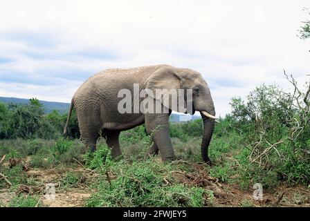 Port Elizabeth, Südafrika. Mai 2001. Ein Elefant im Addo National Park in Südafrika, 70 Kilometer nordöstlich von Port Elizabeth im Sundays River Valley. Quelle: Horst Galuschka/dpa/Alamy Live News Stockfoto