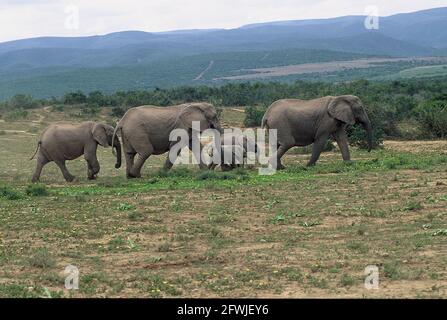 Port Elizabeth, Südafrika. Mai 2001. Eine Herde Elefanten, Elefantenfamilie, im Addo National Park in Südafrika, 70 Kilometer nordöstlich von Port Elizabeth im Sundays River Valley. Quelle: Horst Galuschka/dpa/Alamy Live News Stockfoto