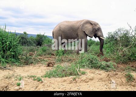 Port Elizabeth, Südafrika. Mai 2001. Ein Elefant im Addo National Park in Südafrika, 70 Kilometer nordöstlich von Port Elizabeth im Sundays River Valley. Quelle: Horst Galuschka/dpa/Alamy Live News Stockfoto