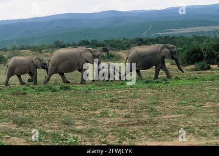 Port Elizabeth, Südafrika. Mai 2001. Eine Herde Elefanten, Elefantenfamilie, im Addo National Park in Südafrika, 70 Kilometer nordöstlich von Port Elizabeth im Sundays River Valley. Quelle: Horst Galuschka/dpa/Alamy Live News Stockfoto