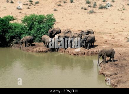 Port Elizabeth, Südafrika. Mai 2001. Eine Herde Elefanten trinkt am Wasserloch im Addo National Park in Südafrika, 70 Kilometer nordöstlich von Port Elizabeth im Sundays River Valley. Quelle: Horst Galuschka/dpa/Alamy Live News Stockfoto