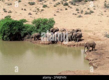 Port Elizabeth, Südafrika. Mai 2001. Eine Herde Elefanten trinkt am Wasserloch im Addo National Park in Südafrika, 70 Kilometer nordöstlich von Port Elizabeth im Sundays River Valley. Quelle: Horst Galuschka/dpa/Alamy Live News Stockfoto