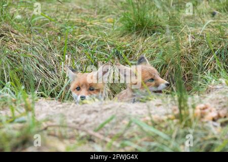 Zwei Fuchsjungen schauen aus dem Bau Stockfoto