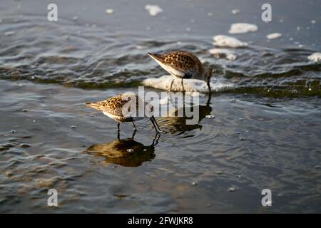 Die Dunlin oder Calidris alpina. Ein Vogel Dunlin am Ufer auf der Suche nach Nahrung Stockfoto