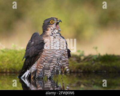 Sperling-Falke beim Baden seinen Schnabel klaffend Stockfoto