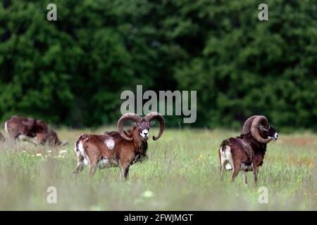 Mufflons auf Wiese Stockfoto