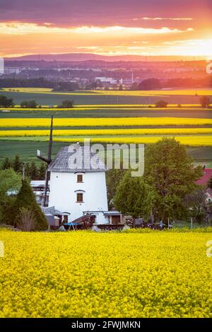 Frühling ländliche Landschaft mit blühenden Rapsfeldern und alte Mühle bei Sonnenuntergang in Niederschlesien, Polen Stockfoto