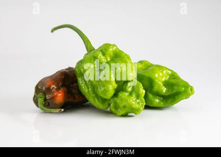 Grüne und reife super scharfe Naga Chili auf weißem Hintergrund. Capsicum chinense. Das Naga Morich Chili ist extrem scharf, hat aber einen ganz eigenen Geschmack. Stockfoto