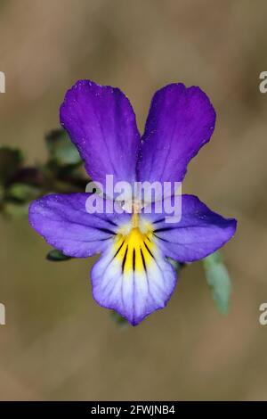 Wilde Stiefmütterchen (Viola Tricolor) Stockfoto