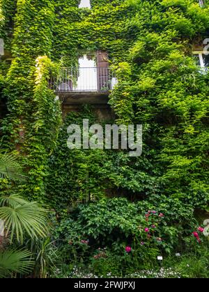 Fassade eines Hauses, umgeben von Grün, Efeu und Weinreben, die ein Haus bedecken. Mailand, Botanischer Garten Brera. Italien. Balkon und Fenster Stockfoto