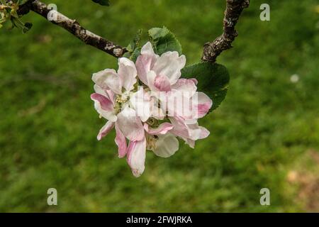 Apfelblüte am Baum Stockfoto