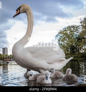 Porträt eines stumm-Schwans mit ihren Cygnets, einem See im Hyde Park, London. Stockfoto