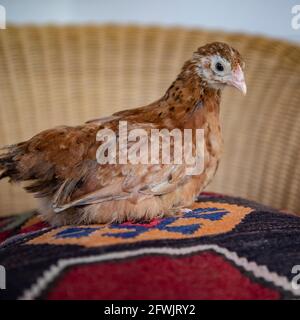 Huhn Stockfoto