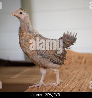 Pullet-Hähnchen mit cremefarbenem Beinbügel Stockfoto