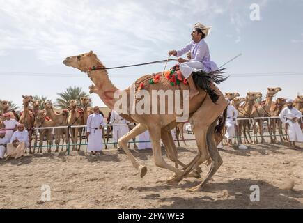 Khadal, Oman, 28. April 2018: omanische Männer in traditioneller Kleidung, reiten auf ihren Kamelen Stockfoto